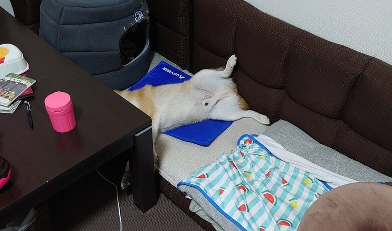 別日のお見送りの様子　顔が見えないへそ天