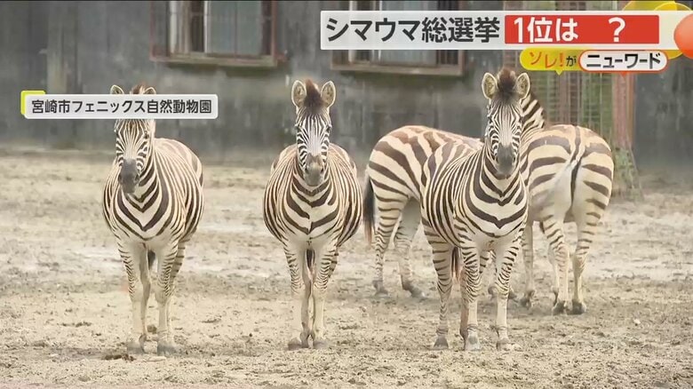 「シマウマ総選挙」が行われた宮崎市フェニックス自然動物園のシマウマ