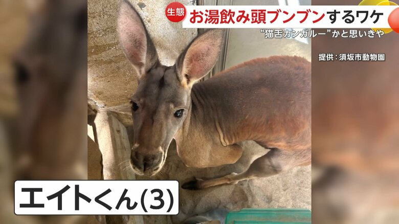 カンガルーのエイトくん