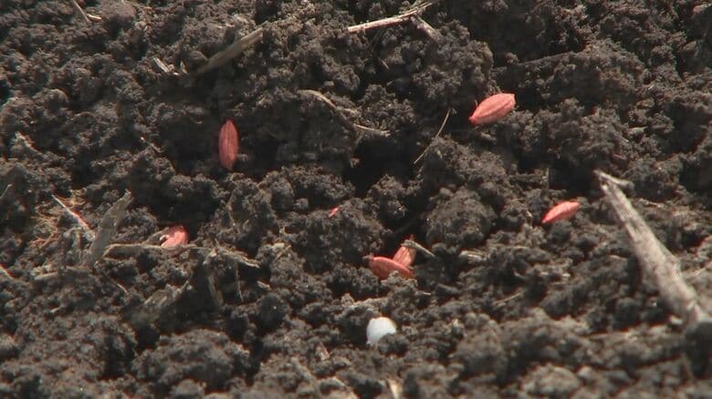 直接田んぼに種を播く栽培方法「直播栽培」