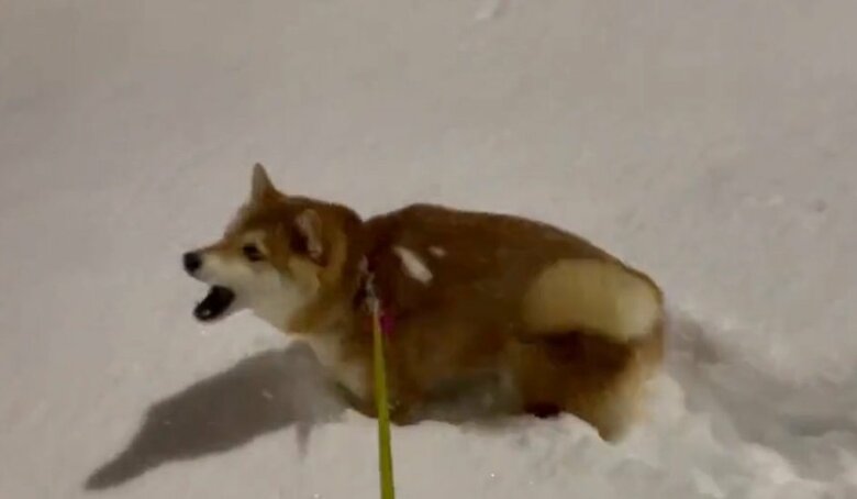 雪をパクパク食べちゃうハルちゃん