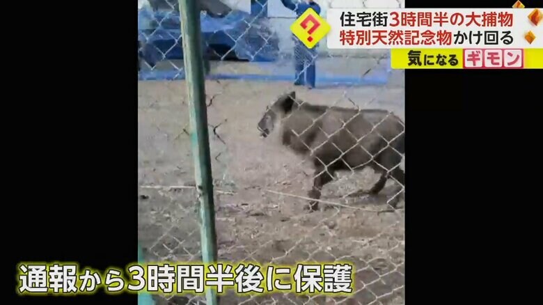 駐車場を駆け回るニホンカモシカ