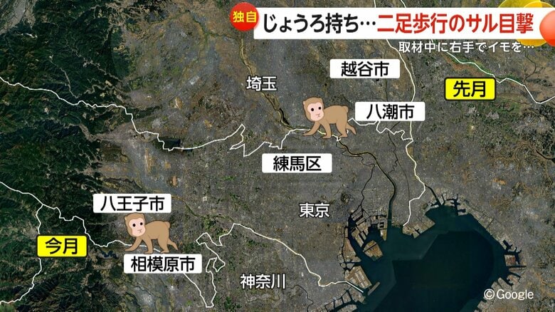 4月以降に目撃情報が相次いでいる二足歩行のサル