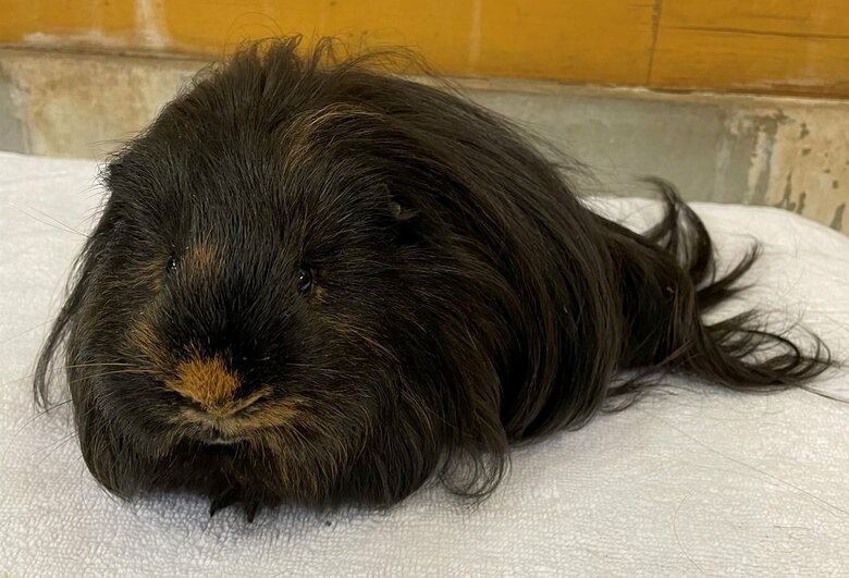 正面から見ると確かにモルモット！（提供：おびひろ動物園）