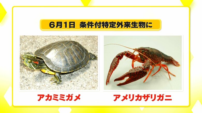 6月から「条件付特定外来生物」に指定される2種