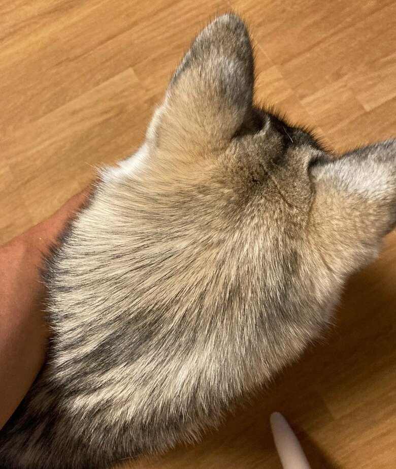 後ろ姿はこうなっている