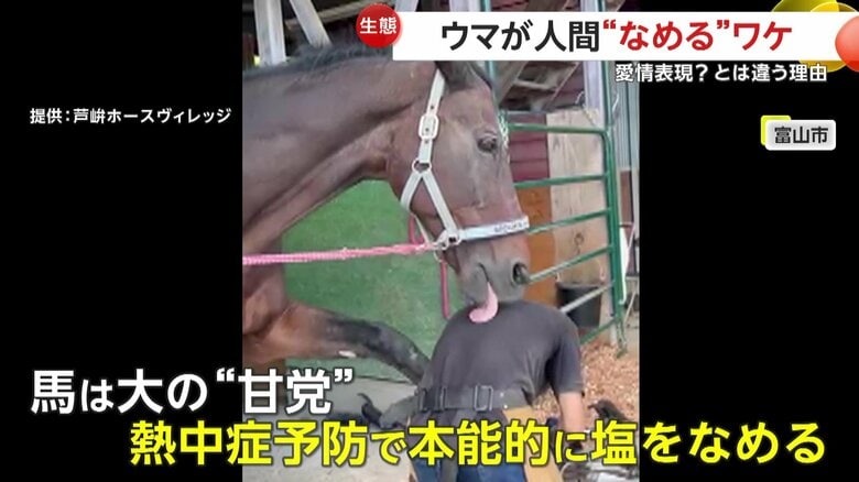 塩分摂取とあいさつを兼ねるティーノ