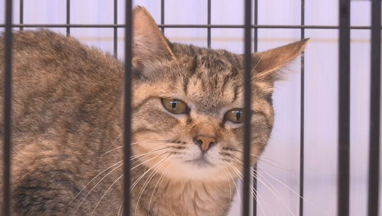 保護されたネコ　長野市動物愛護センター