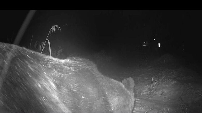 クマは体重400キロほどとみられる（提供：苫前町猟友会 林豊行会長）