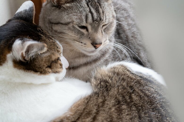イメージ（猫）