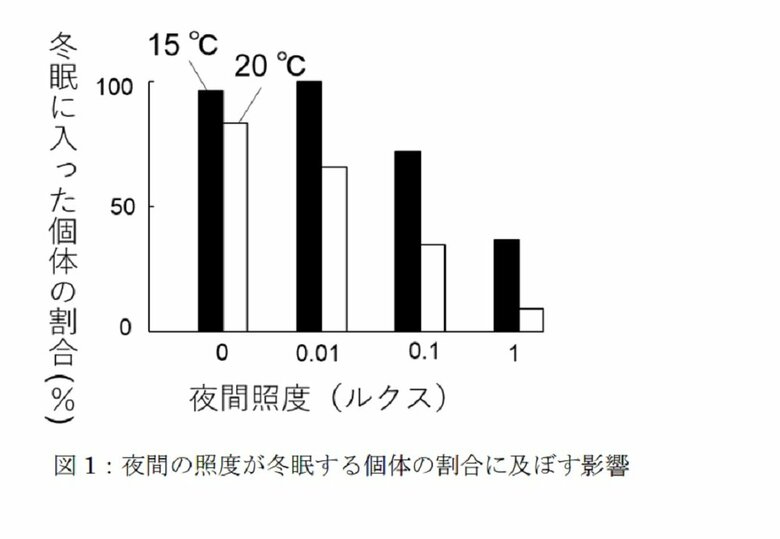 夜間の照度が冬眠する個体の割合に及ぼす影響（画像提供：摂南大学理工学部生命科学科　向井歩特任助教）