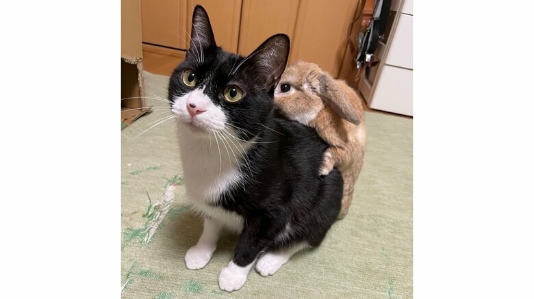 うさぎのきなおくん　ハチワレ猫のビビくん（過去取材）