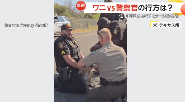 抱えあげワニを道路の外へ運んだ2人
