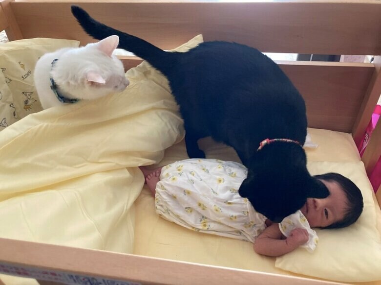 提供：ことねさん