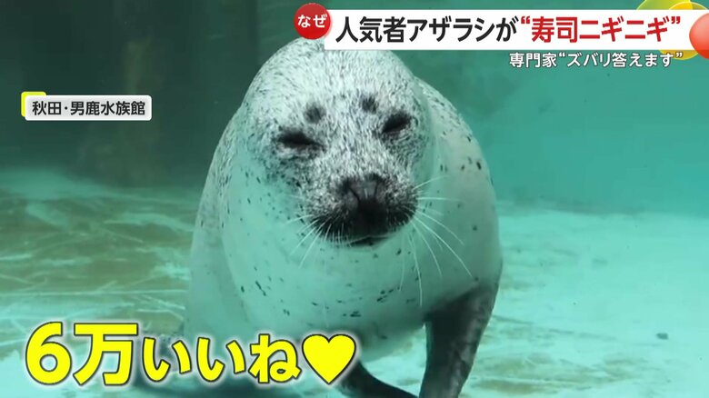 6万いいねがつき、ネットで話題となっているゴマフアザラシの「こまち」