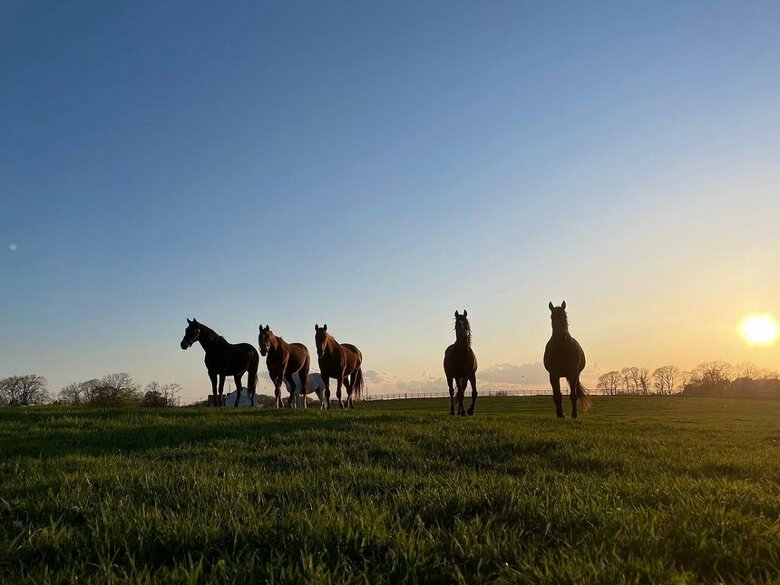 夕日の中の牧場