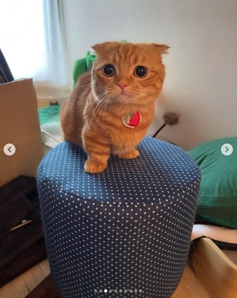 提供：IG @hinako_munchkinさん