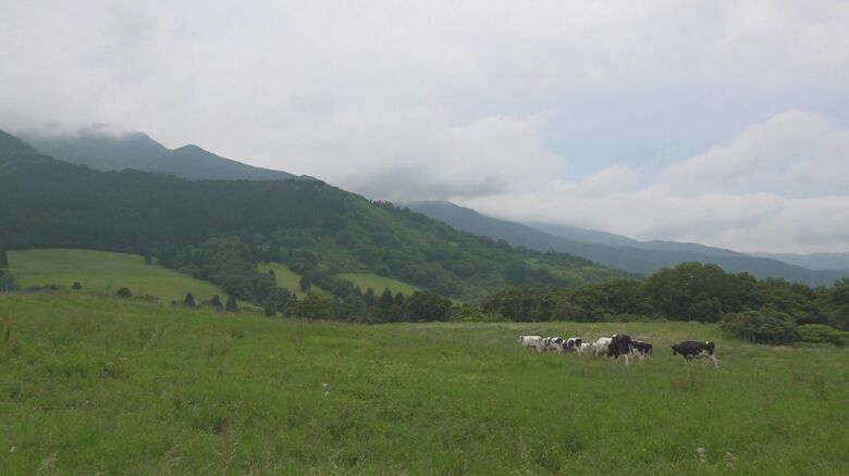 のどかな風景が広がる六呂師高原