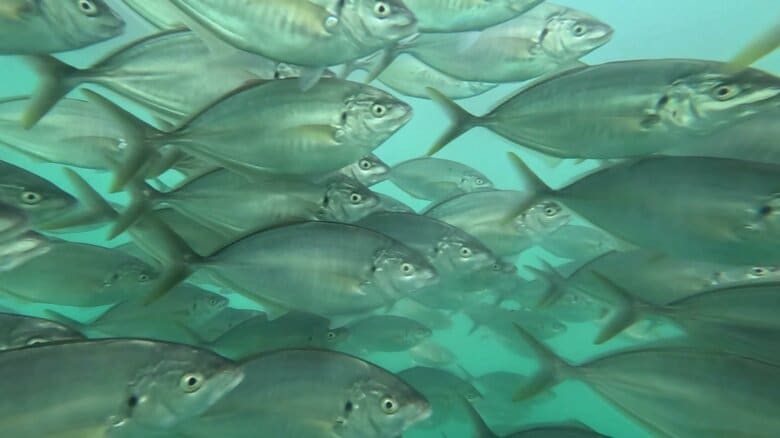 橘湾で養殖されている「戸石ゆうこうシマアジ」