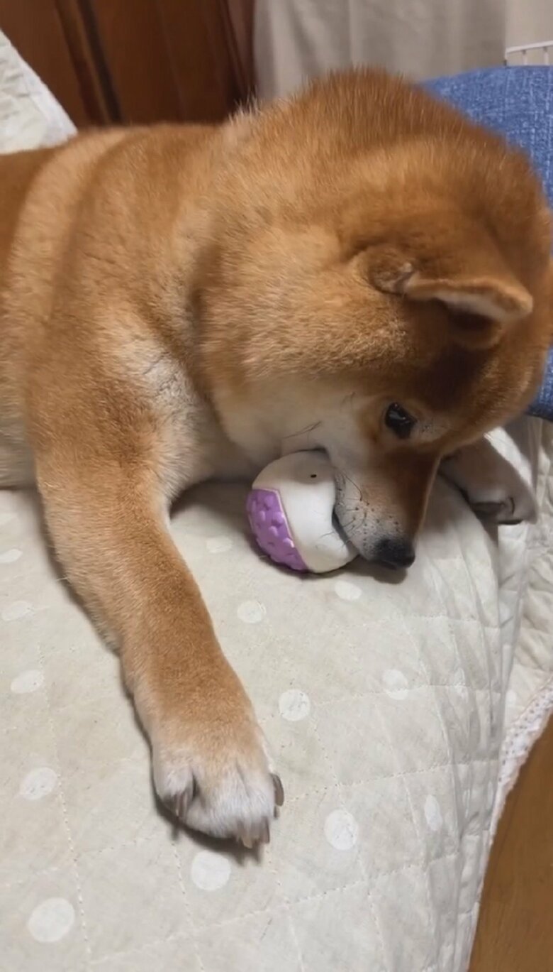 飼い主さんも素早い