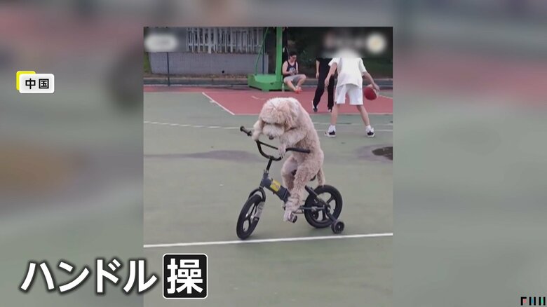 前足で自転車のハンドルを操る天才犬の「来福」