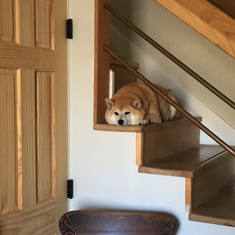 飼い主さんが外出から戻ると出迎えてくる