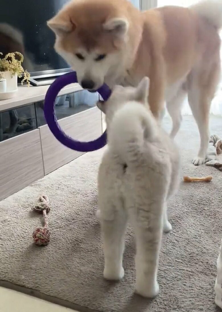 輪っかのおもちゃで遊び中