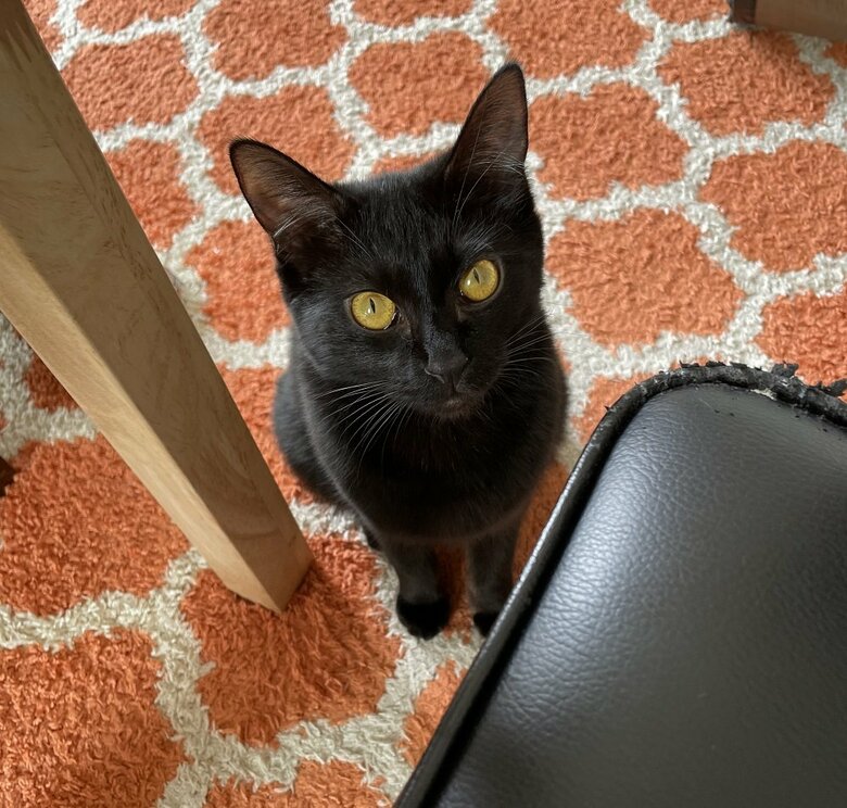 仕事中にソファ下から見つめてくる様子