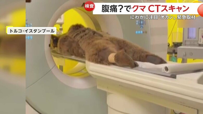 動物用のCTスキャンの台に乗せられたオカン