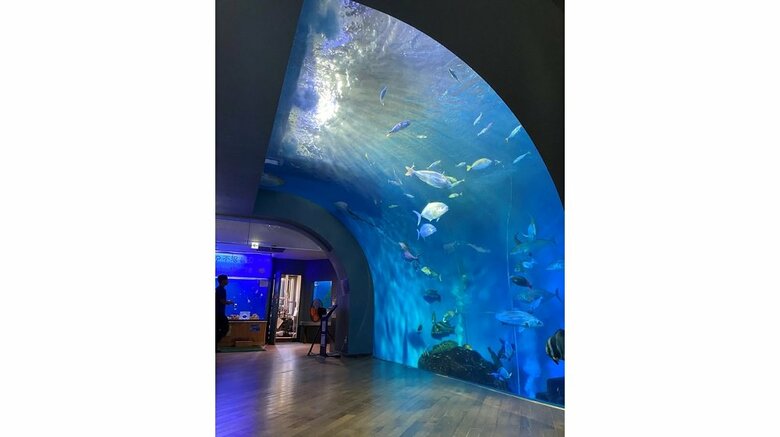水槽正面は半アーチ状のアクリルガラスになっている大水槽（提供：えるぱそさん）