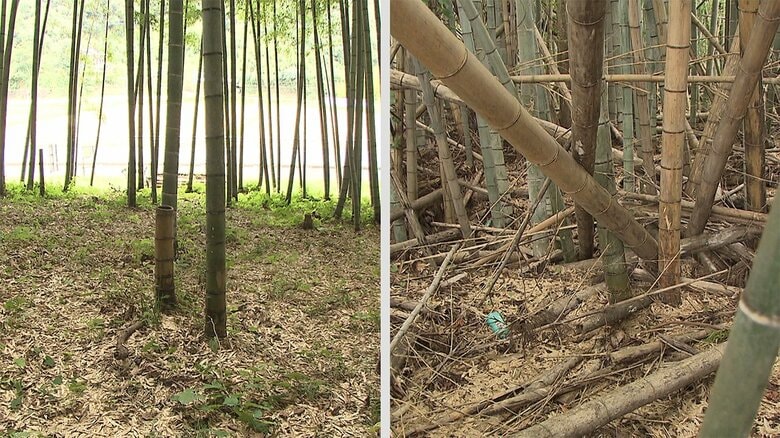 左：管理された竹林　右：放置された竹林