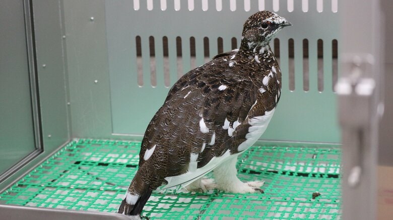 秋羽（オス）（提供：市立大町山岳博物館）