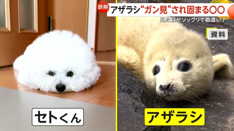 アザラシの赤ちゃんとセトくんは似ている!?