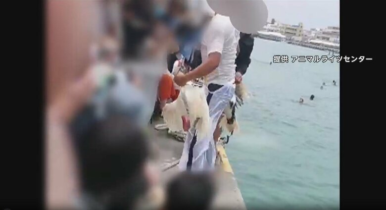 提供：アニマルライツセンター