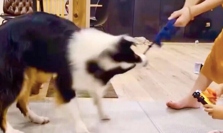 激しく引っ張り合いの遊びをしている（提供：しがしがさん）