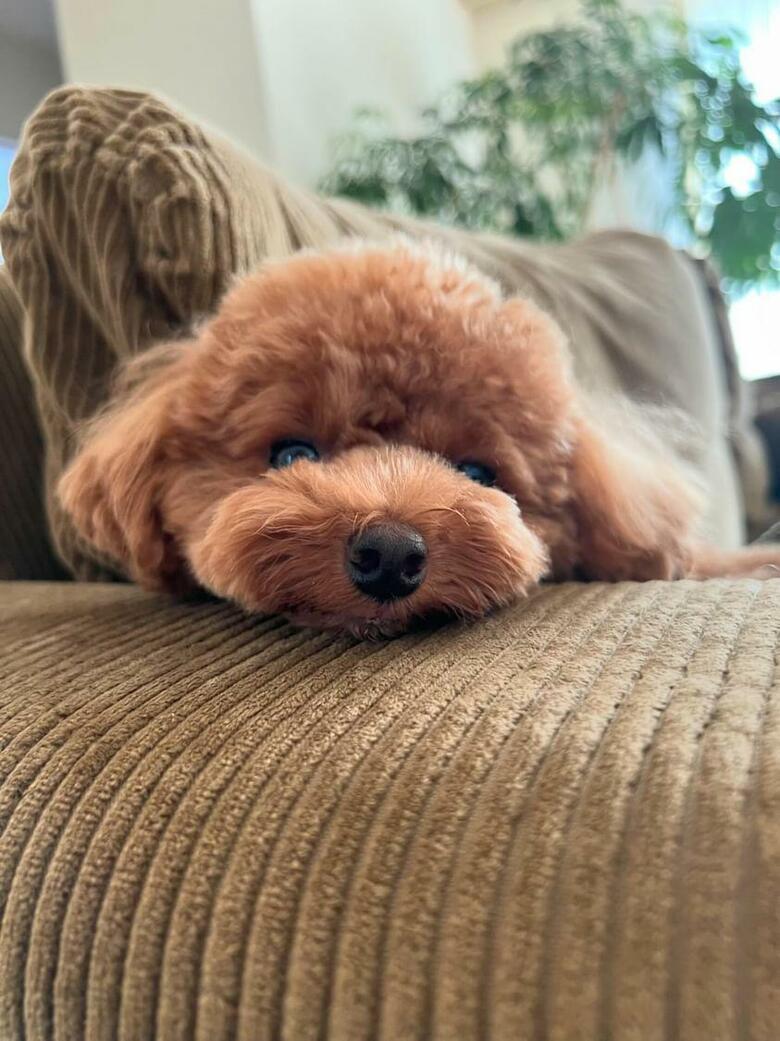 提供：トイプードル ディノセナとジュリさん