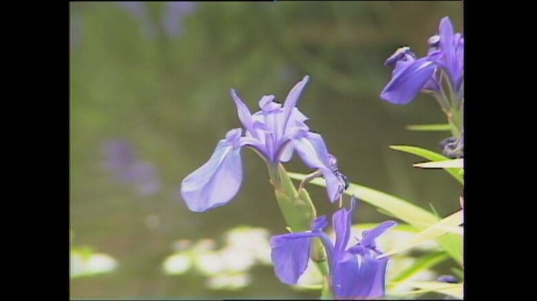 赤坂御苑に咲くショウブの花