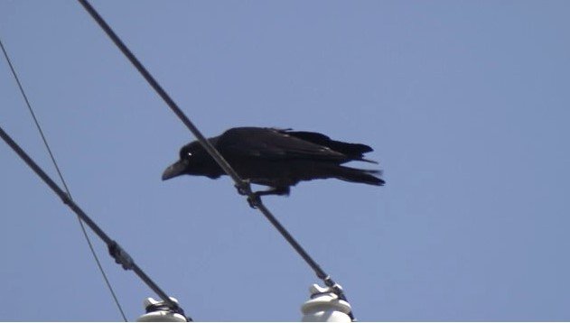 電線上のカラス