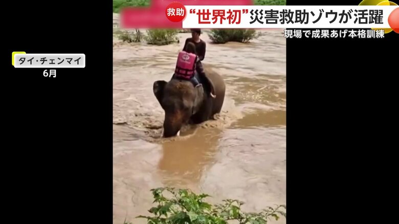 遭難した人を乗せ、無事に岸に運び出したゾウ