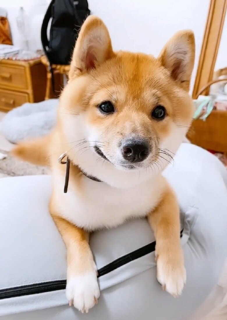 とらくん