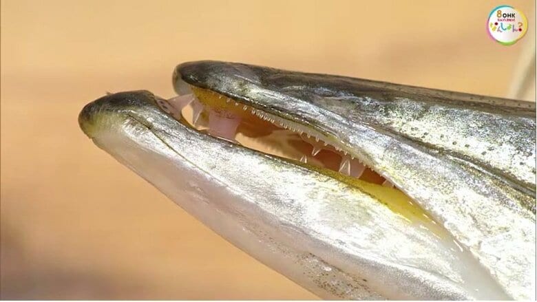 鋭く並んだ牙のような歯
