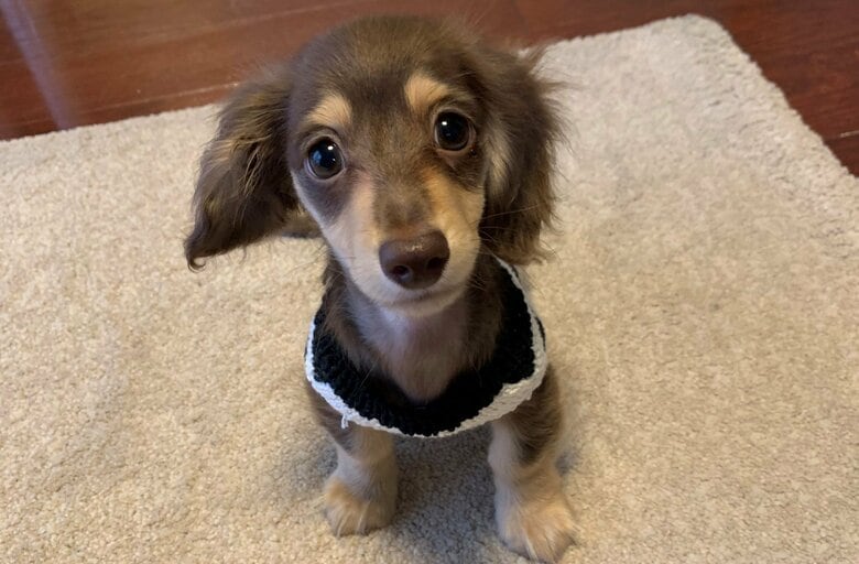 お家に迎えたばかりの頃のおとくん