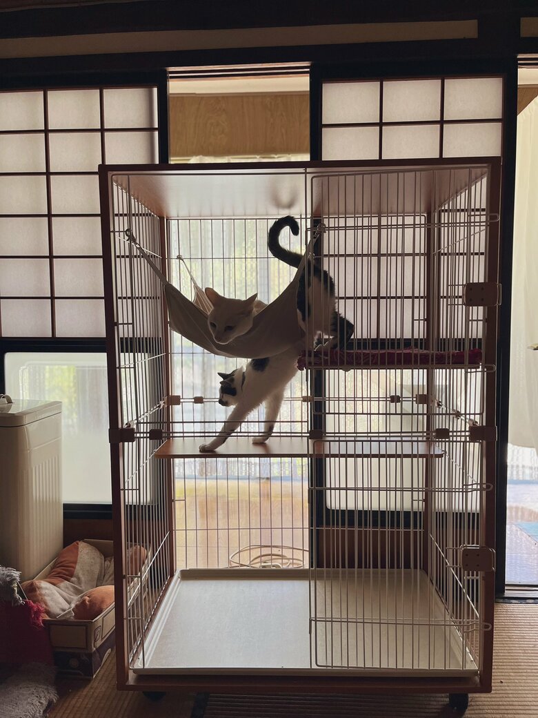 ハンモックのあるケージ