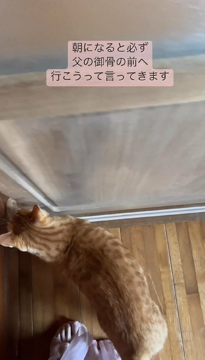 飼い主さんが開けようとすると、前足を出してお手伝い