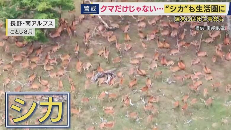 一面を埋め尽くすシカ