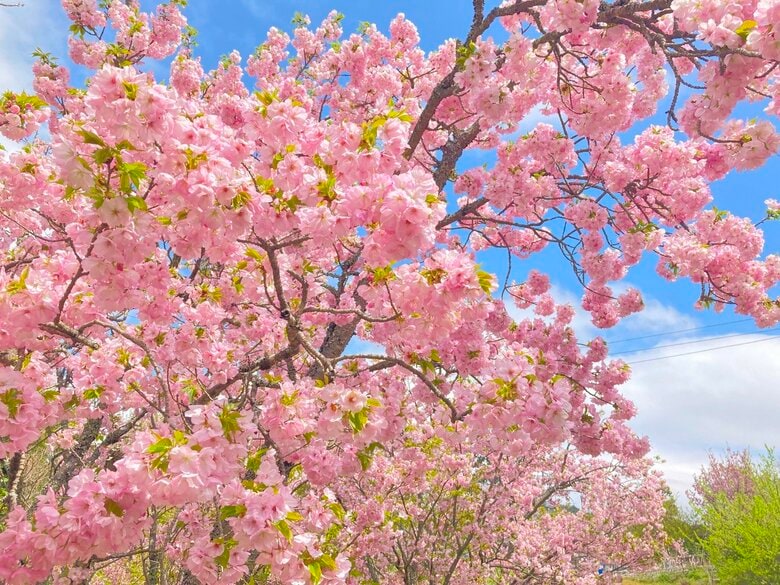 ブーケのように花をつけた桜
