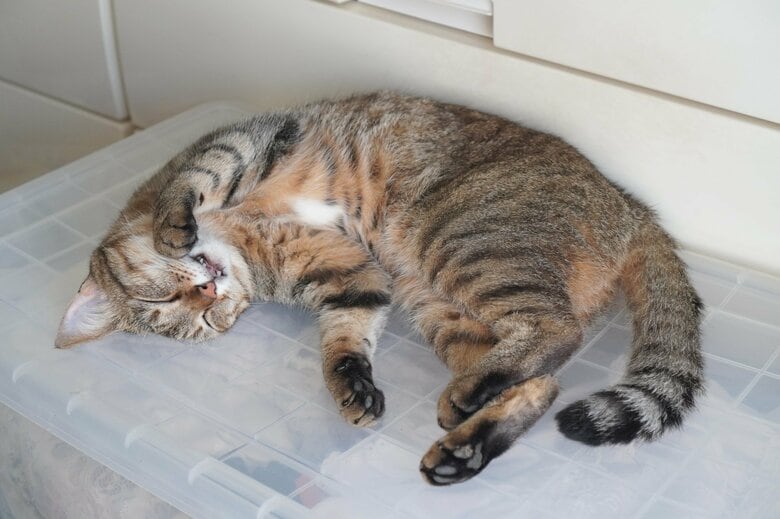 横向きなので警戒度10％（画像はイメージ）