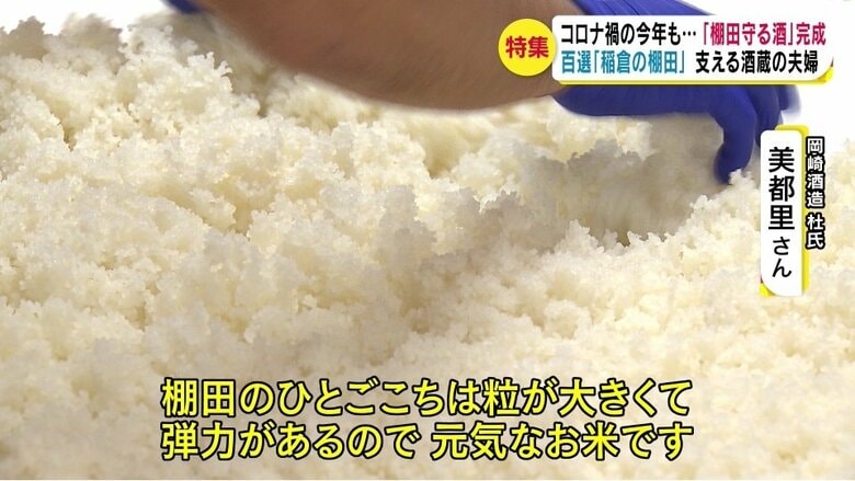 棚田の酒米「ひとごこち」