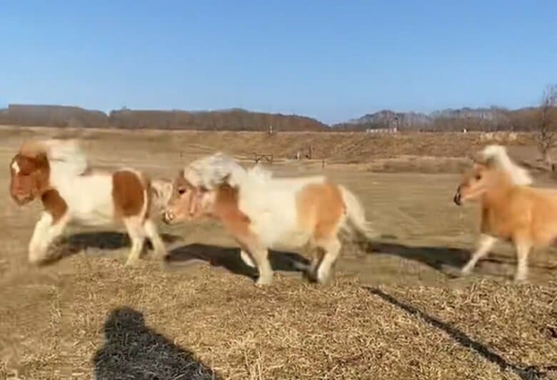 ちびっ子たちのダッシュ！