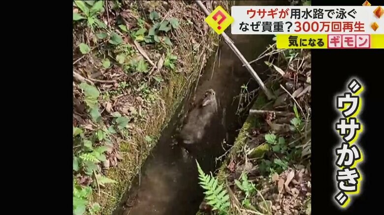 用水路で水の流れに逆らって泳ぐ野ウサギ（ヒロさん撮影）
